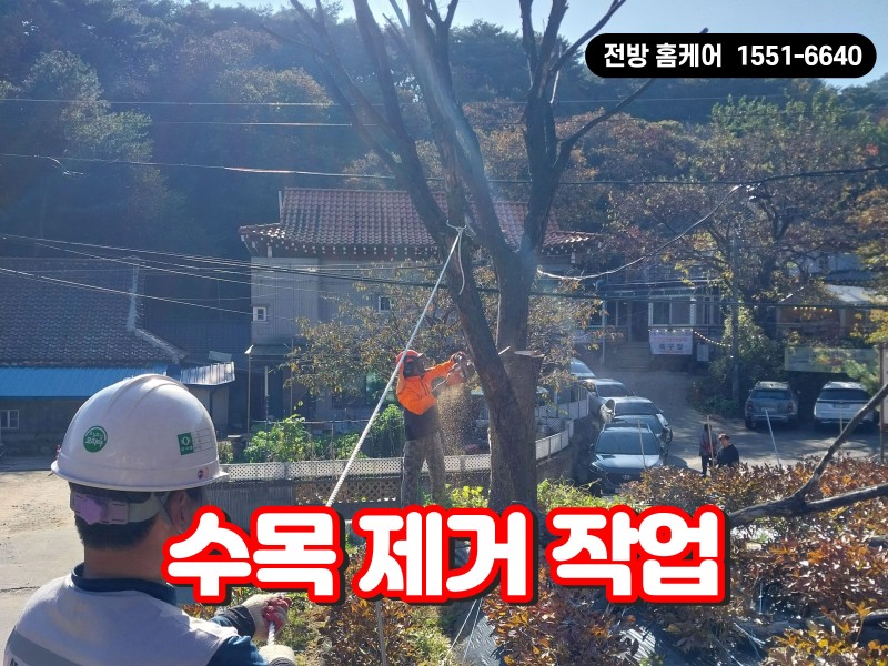 주택 마당 끝에 있는 나무 제거하기