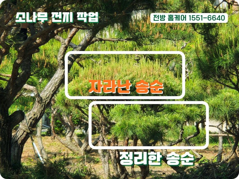 소나무 전지 작업